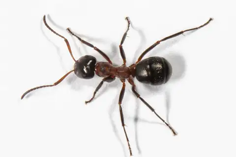 Ulke's Mound Ant