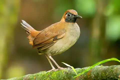 Black-faced Antthrush