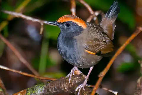 Rufous-capped Antthrush
