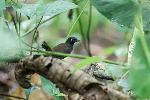 Black-hooded Antthrush