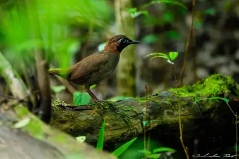 Mayan Antthrush
