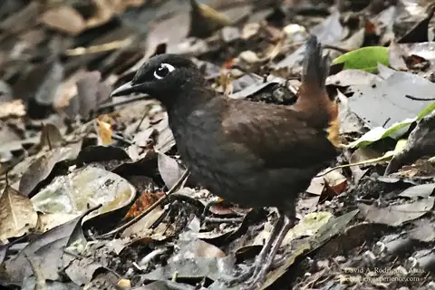 Black-headed Antthrush