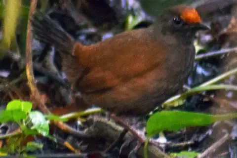 Rufous-fronted Antthrush