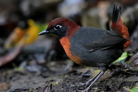 Rufous-breasted Antthrush