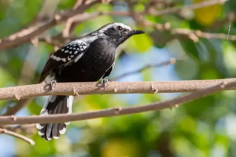 Southern White-fringed Antwren