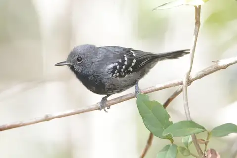 Narrow-billed Antwren