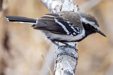 Northern White-fringed Antwren