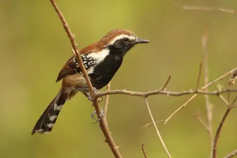Rusty-backed Antwren