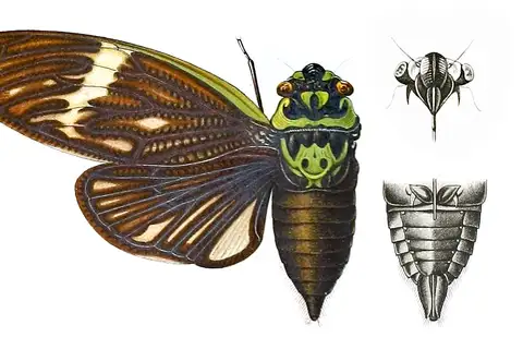 Formotosena seebohmi