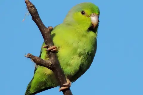 Pacific Parrotlet