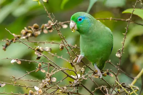 Spectacled Parrotlet