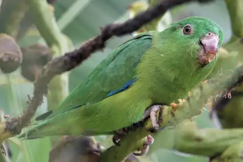 Riparian Parrotlet