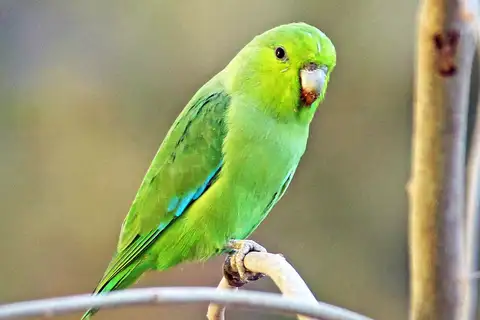 Mexican Parrotlet