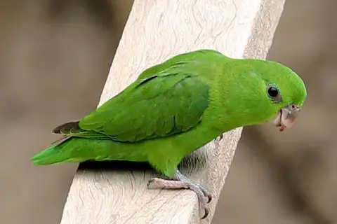 Dusky-billed Parrotlet