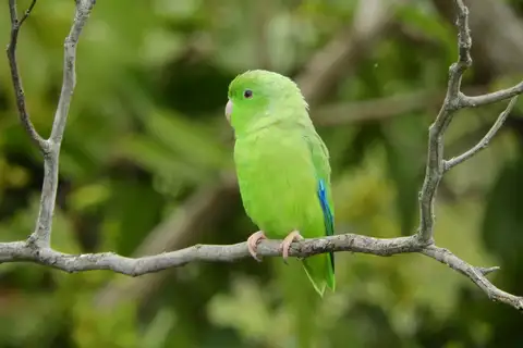 Green-rumped Parrotlet