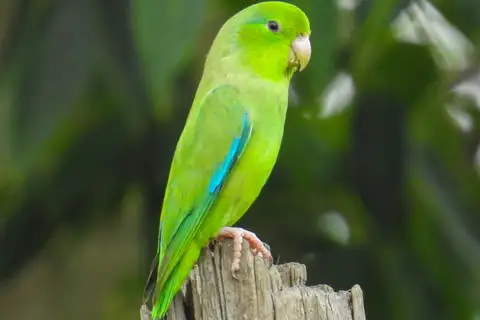 Turquoise-winged Parrotlet