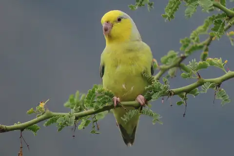 Yellow-faced Parrotlet