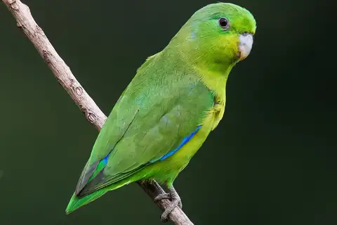 Cobalt-rumped Parrotlet