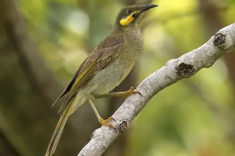 Polynesian Wattled Honeyeater