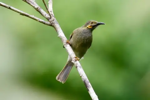 Fiji Wattled Honeyeater