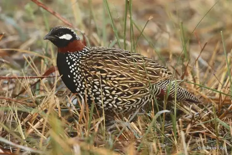 Black Francolin