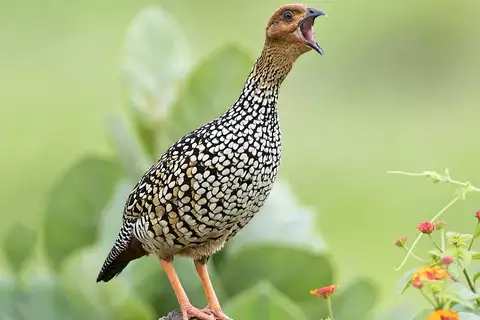 Painted Francolin