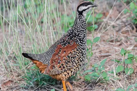 Chinese Francolin