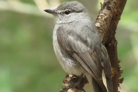 Ashy Flycatcher