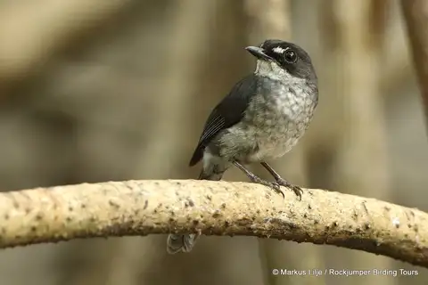 White-browed Forest Flycatcher