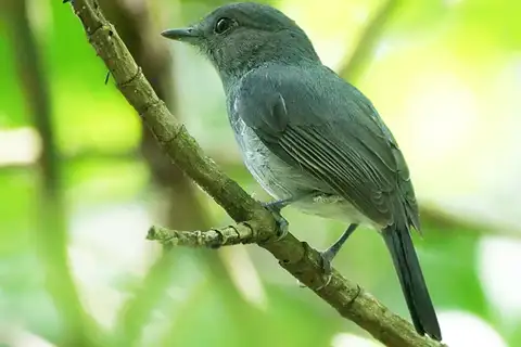 Grey-throated Tit-Flycatcher