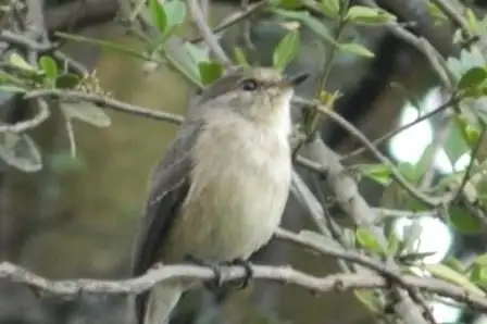 Chapin's Flycatcher