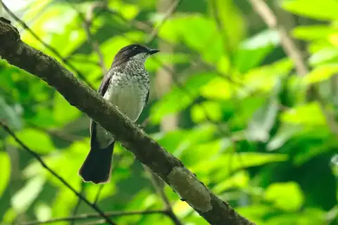 Fraser's Forest Flycatcher