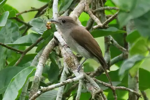 Olivaceous Flycatcher