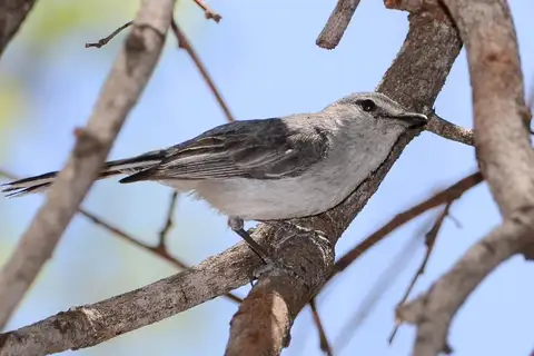 Grey Tit-Flycatcher