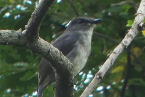 Tessmann's Flycatcher