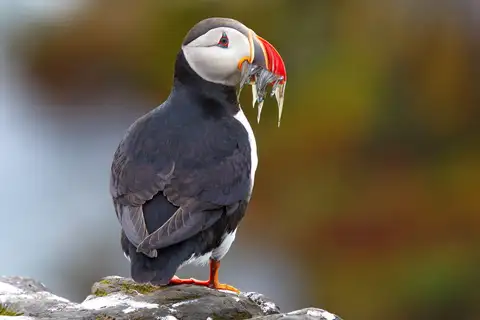 Atlantic Puffin