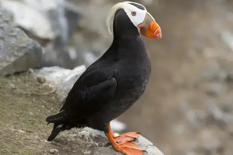 Tufted Puffin