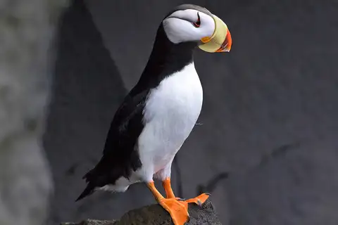 Horned Puffin