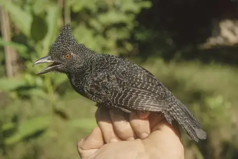 Undulated Antshrike