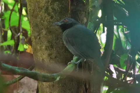 Black-throated Antshrike