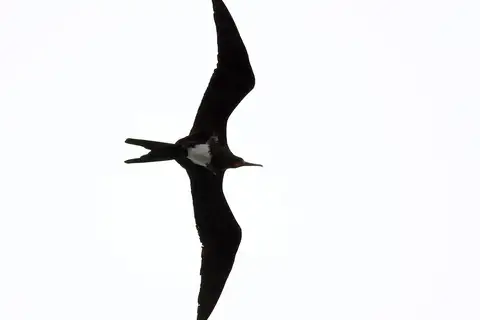 Christmas Frigatebird