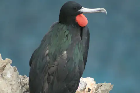 Ascension Frigatebird