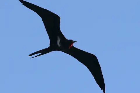 Lesser Frigatebird