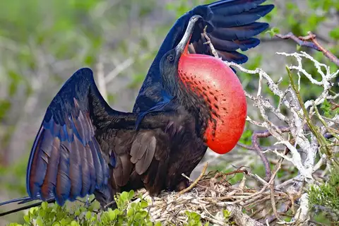 Magnificent Frigatebird