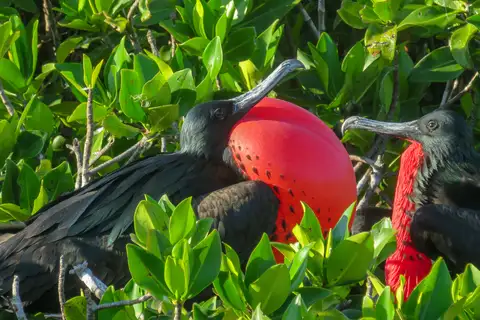 Great Frigatebird