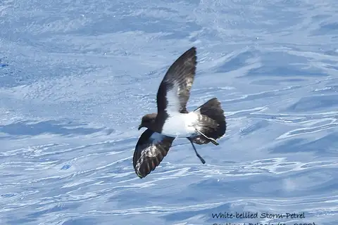 White-bellied Storm Petrel