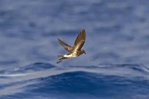 New Caledonian Storm Petrel