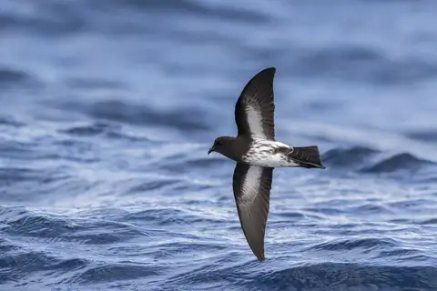 New Zealand Storm Petrel