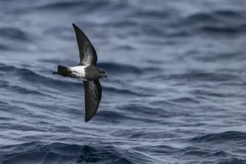Black-bellied Storm Petrel