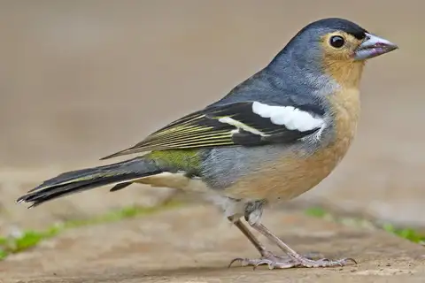 Canary Islands Chaffinch